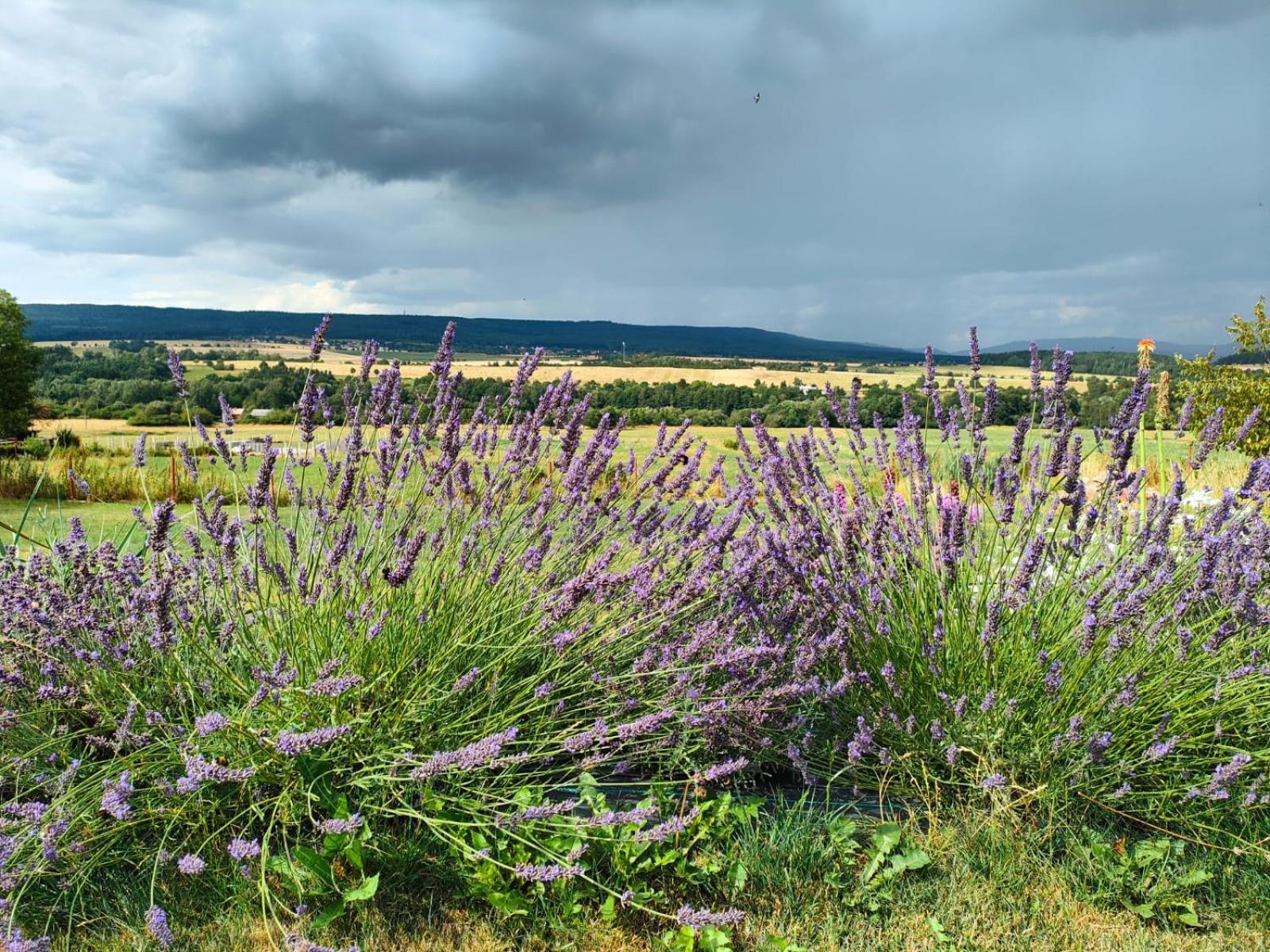 Vila Panorama House Brdy Příbram Exteriér fotografie